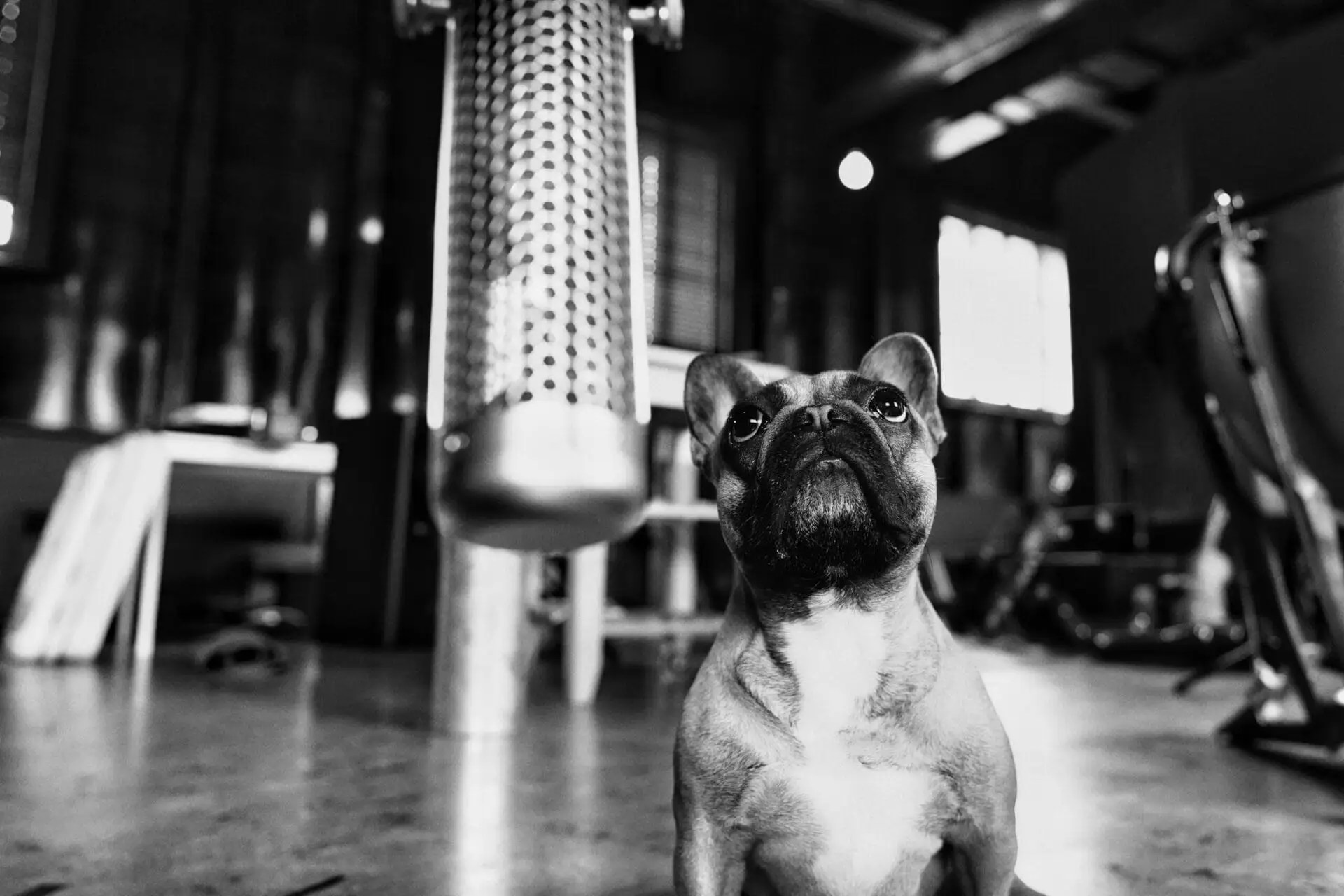 Penny the Frenchy